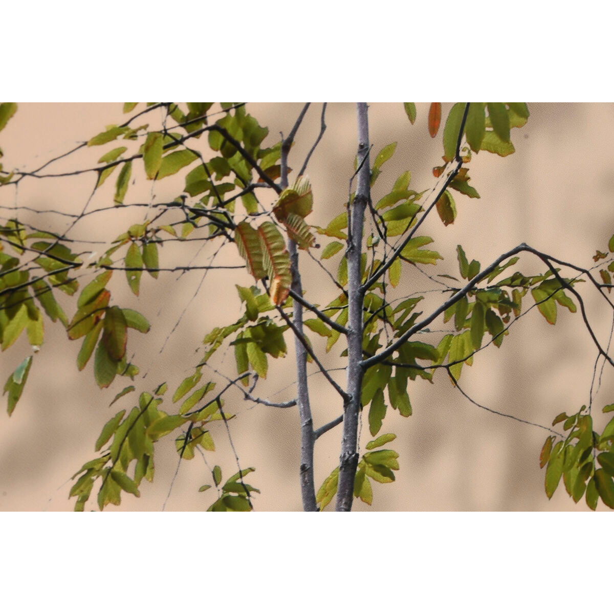 V6H1B753FD7C70109392C843F2F802E1C01R7092021P3